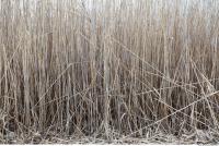 Photo Texture of Grass Tall 0005